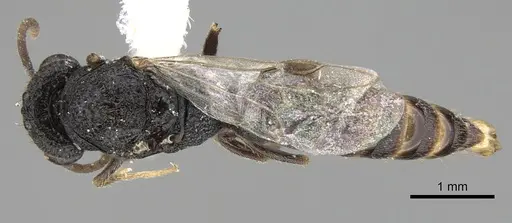 Stigmatomma pluto specimen CASENT0906001 image casent0906001_1