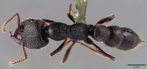 Stigmatomma reclinatum specimen ANTWEB1041819 image antweb1041819_1