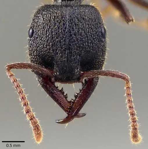 Stigmatomma reclinatum specimen ANTWEB1041819 image antweb1041819_2