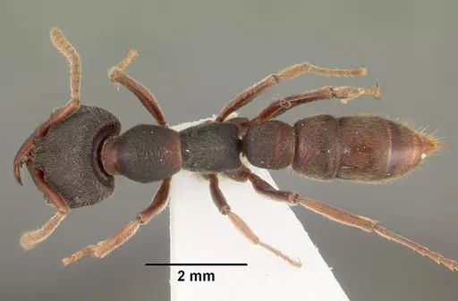 Stigmatomma reclinatum specimen CASENT0102188 image casent0102188_1