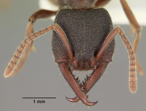 Stigmatomma reclinatum specimen CASENT0102188 image casent0102188_2