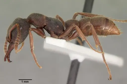 Stigmatomma reclinatum specimen CASENT0102188 image casent0102188_3
