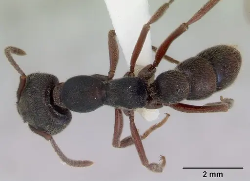 Stigmatomma reclinatum specimen CASENT0172222 image casent0172222_1