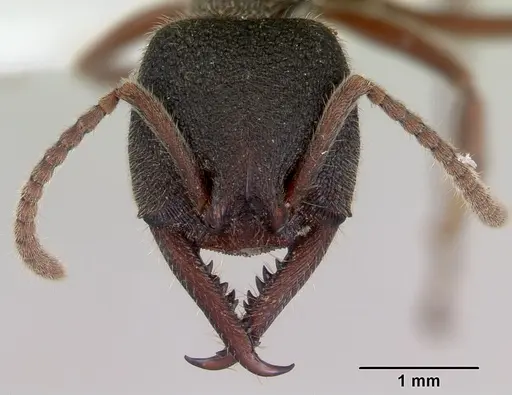 Stigmatomma reclinatum specimen CASENT0172222 image casent0172222_2