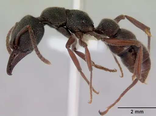Stigmatomma reclinatum specimen CASENT0172222 image casent0172222_3