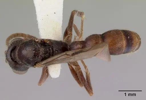 Stigmatomma reclinatum specimen CASENT0172223 image casent0172223_1