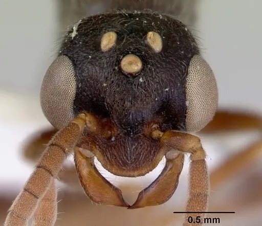 Stigmatomma reclinatum specimen CASENT0172223 image casent0172223_2