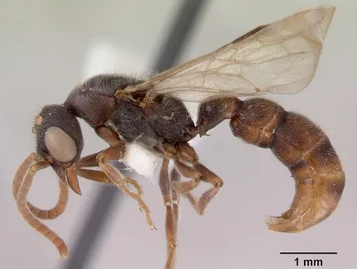 Stigmatomma reclinatum specimen CASENT0172223 image casent0172223_3