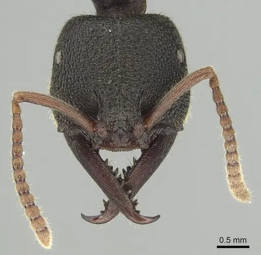 Stigmatomma reclinatum specimen CASENT0280656 image casent0280656_2