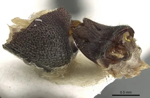 Stigmatomma reclinatum specimen CASENT0280656 image casent0280656_3