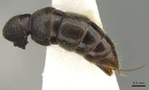 Stigmatomma reclinatum specimen CASENT0280656 image casent0280656_4