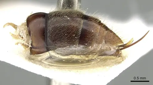 Stigmatomma reclinatum specimen CASENT0280656 image casent0280656_5