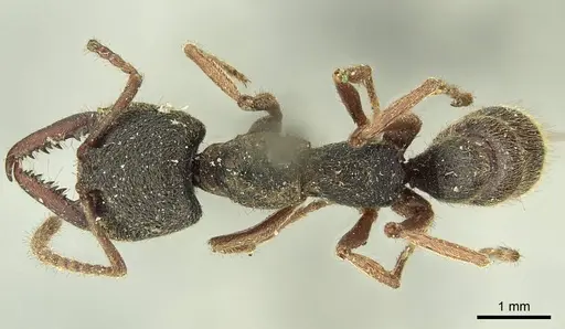 Stigmatomma reclinatum specimen CASENT0915649 image casent0915649_1