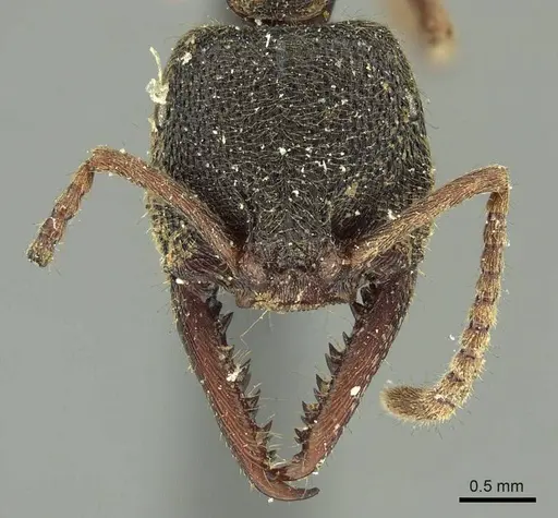 Stigmatomma reclinatum specimen CASENT0915649 image casent0915649_2
