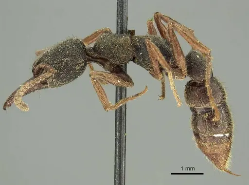 Stigmatomma reclinatum specimen CASENT0915649 image casent0915649_3