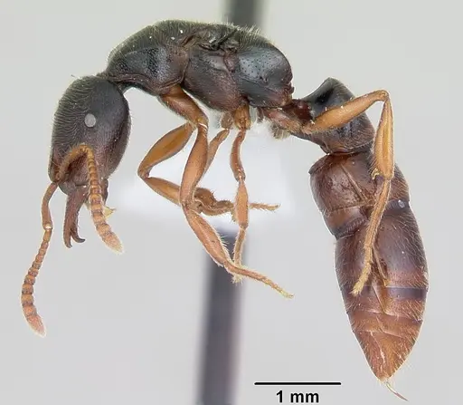 Stigmatomma roahady specimen BLF1745(19)-7 image blf1745(19)-7_3