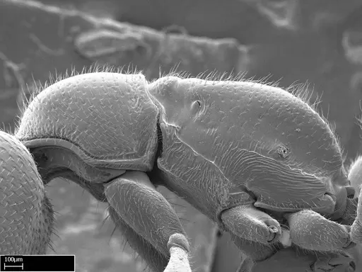 Stigmatomma roahady specimen CASENT0002031 image casent0002031_1