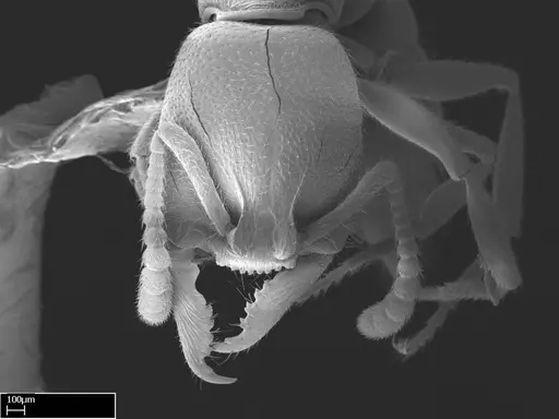 Stigmatomma roahady specimen CASENT0002078 image casent0002078_1