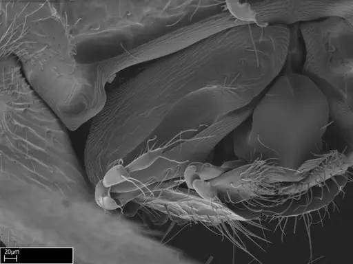 Stigmatomma roahady specimen CASENT0002078 image casent0002078_2