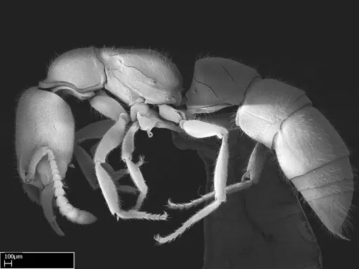 Stigmatomma roahady specimen CASENT0002078 image casent0002078_3