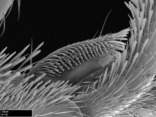 Stigmatomma roahady specimen CASENT0002078 image casent0002078_4