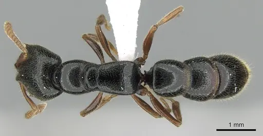 Stigmatomma roahady specimen CASENT0002104 image casent0002104_1