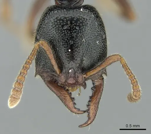 Stigmatomma roahady specimen CASENT0002104 image casent0002104_2