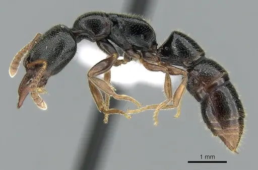 Stigmatomma roahady specimen CASENT0002104 image casent0002104_3