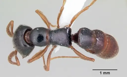 Stigmatomma roahady specimen CASENT0002140 image casent0002140_1