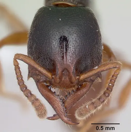 Stigmatomma roahady specimen CASENT0002140 image casent0002140_2