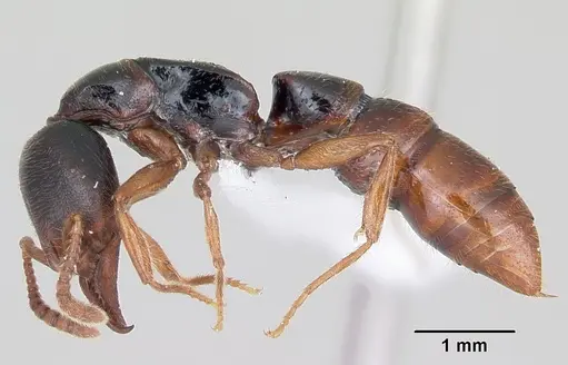 Stigmatomma roahady specimen CASENT0002140 image casent0002140_3