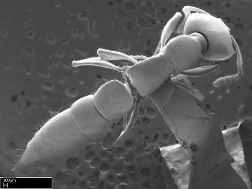 Stigmatomma roahady specimen CASENT0004339 image casent0004339_1