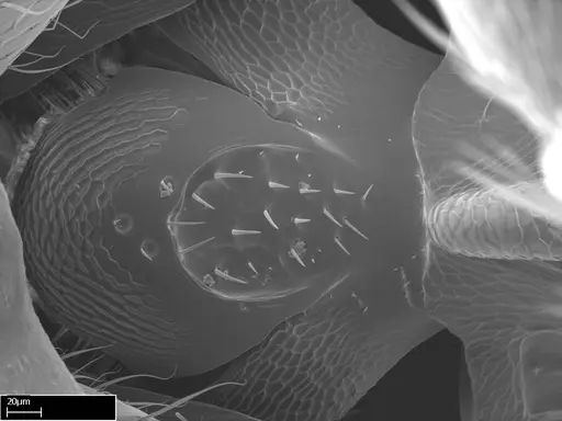 Stigmatomma roahady specimen CASENT0004339 image casent0004339_2