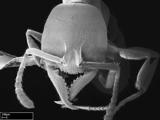 Stigmatomma roahady specimen CASENT0004339 image casent0004339_3