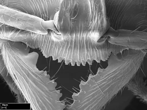 Stigmatomma roahady specimen CASENT0004339 image casent0004339_4