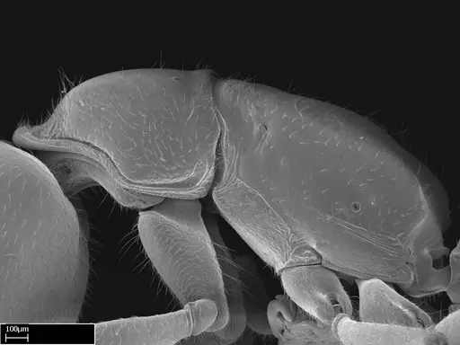 Stigmatomma roahady specimen CASENT0004339 image casent0004339_5