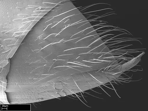 Stigmatomma roahady specimen CASENT0004339 image casent0004339_6