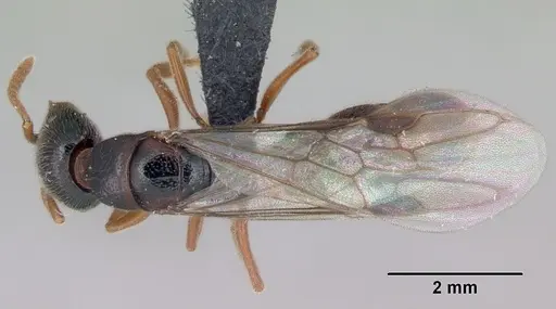 Stigmatomma roahady specimen CASENT0007136 image casent0007136_1