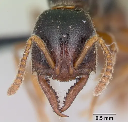 Stigmatomma roahady specimen CASENT0007136 image casent0007136_2