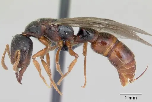 Stigmatomma roahady specimen CASENT0007136 image casent0007136_3