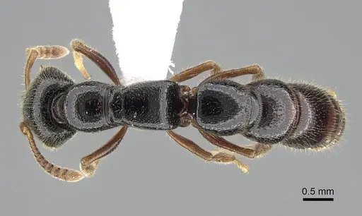 Stigmatomma roahady specimen CASENT0042894 image casent0042894_1