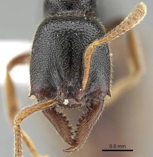 Stigmatomma roahady specimen CASENT0042894 image casent0042894_2