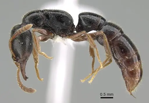 Stigmatomma roahady specimen CASENT0042894 image casent0042894_3