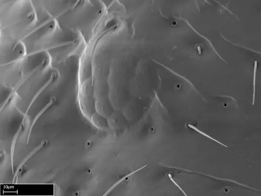 Stigmatomma roahady specimen CASENT0056916 image casent0056916_1