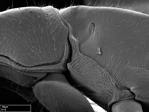 Stigmatomma roahady specimen CASENT0056916 image casent0056916_2
