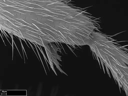 Stigmatomma roahady specimen CASENT0067261 image casent0067261_1