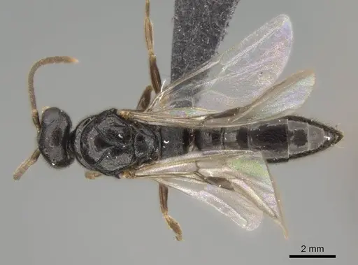 Stigmatomma roahady specimen CASENT0107483 image casent0107483_1
