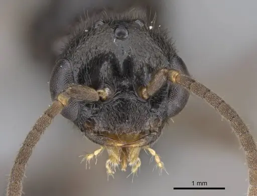Stigmatomma roahady specimen CASENT0107483 image casent0107483_2