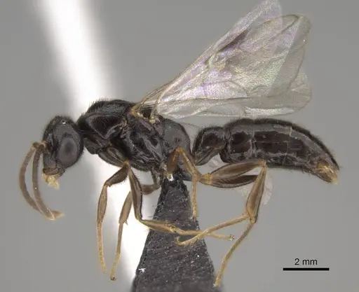 Stigmatomma roahady specimen CASENT0107483 image casent0107483_3