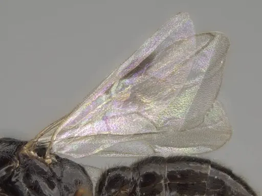 Stigmatomma roahady specimen CASENT0107483 image casent0107483_4